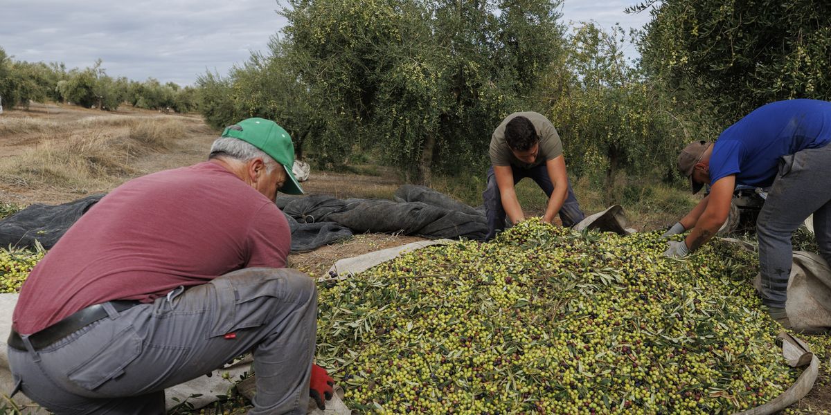 NextImg:One hundred thousand olive trees to be uprooted to clear way for GIANT solar farm as 100 farmers face eviction