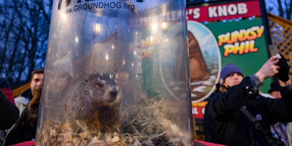 NextImg:Groundhog Day: Punxsutawney Phil doesn't see his shadow and predicts an early spring for the US