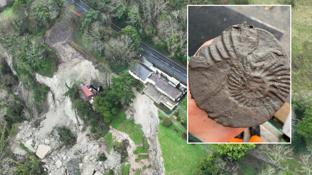 One of the fossils discovered