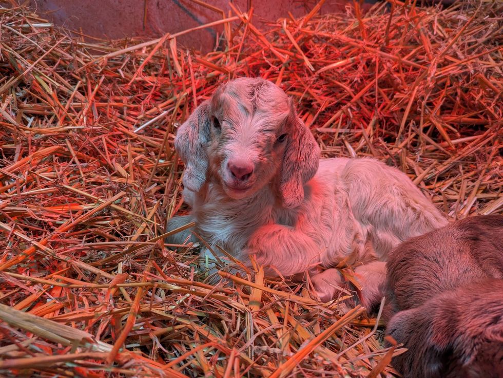 One of the goats lying in the straw