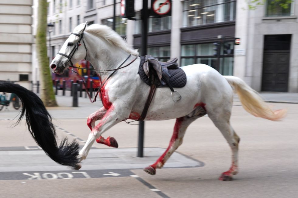 One of the horses was spotted covered in blood