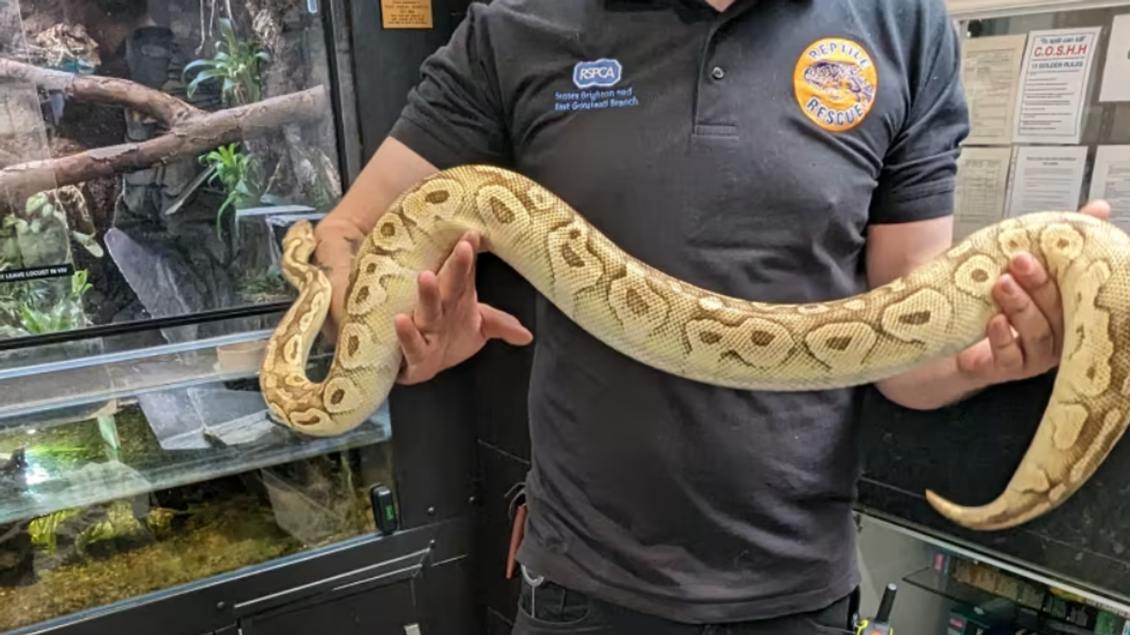 Huge 4ft python found under bush in sleepy British village - Second ...
