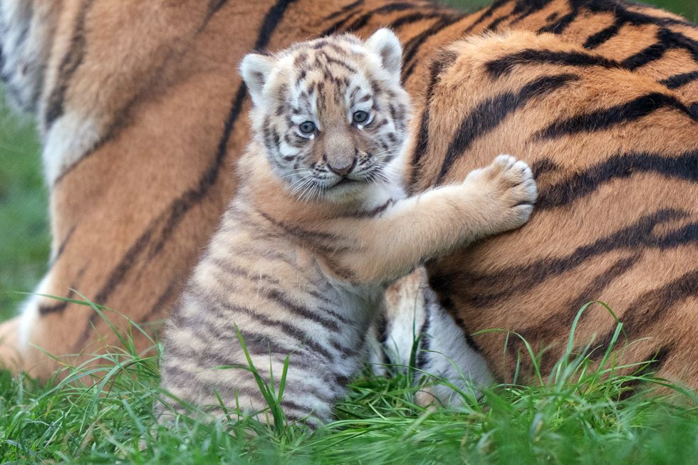 One of the two seven-week-old Amur tiger cubs at Banham Zoo in Norfolk. The endangered cubs were born to parents Kuzma and Mishka following a successful genetically matched conservation programme pairing. Picture date: Wednesday November 24, 2021.
