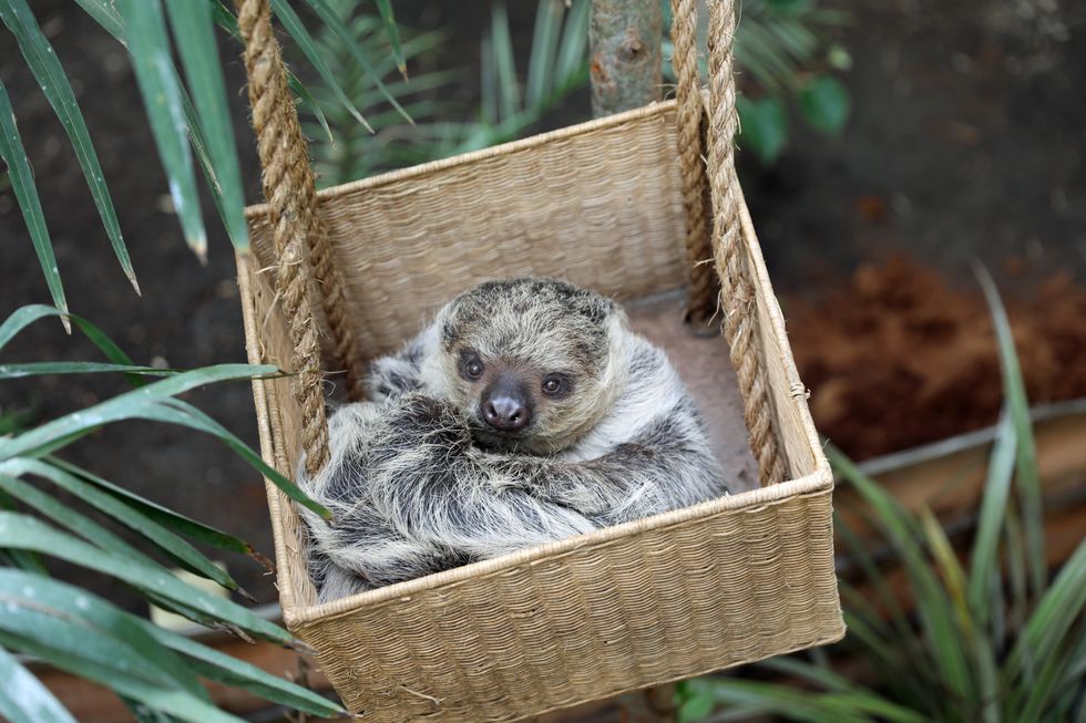 One-year-old female sloth Feira