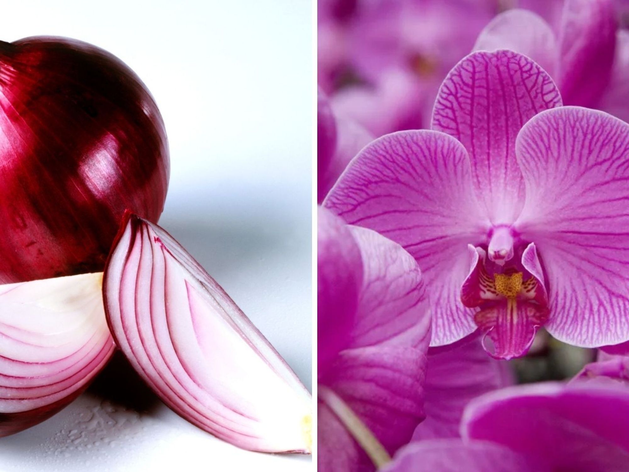 Onions/Orchids