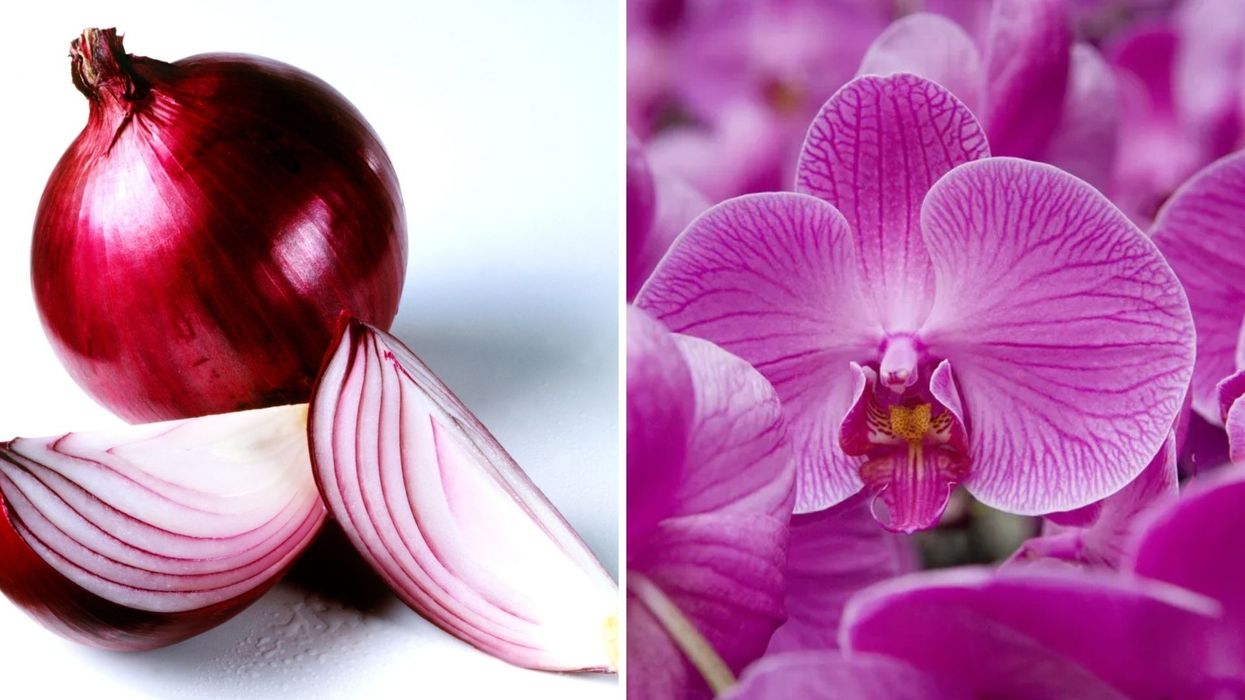 Onions/Orchids