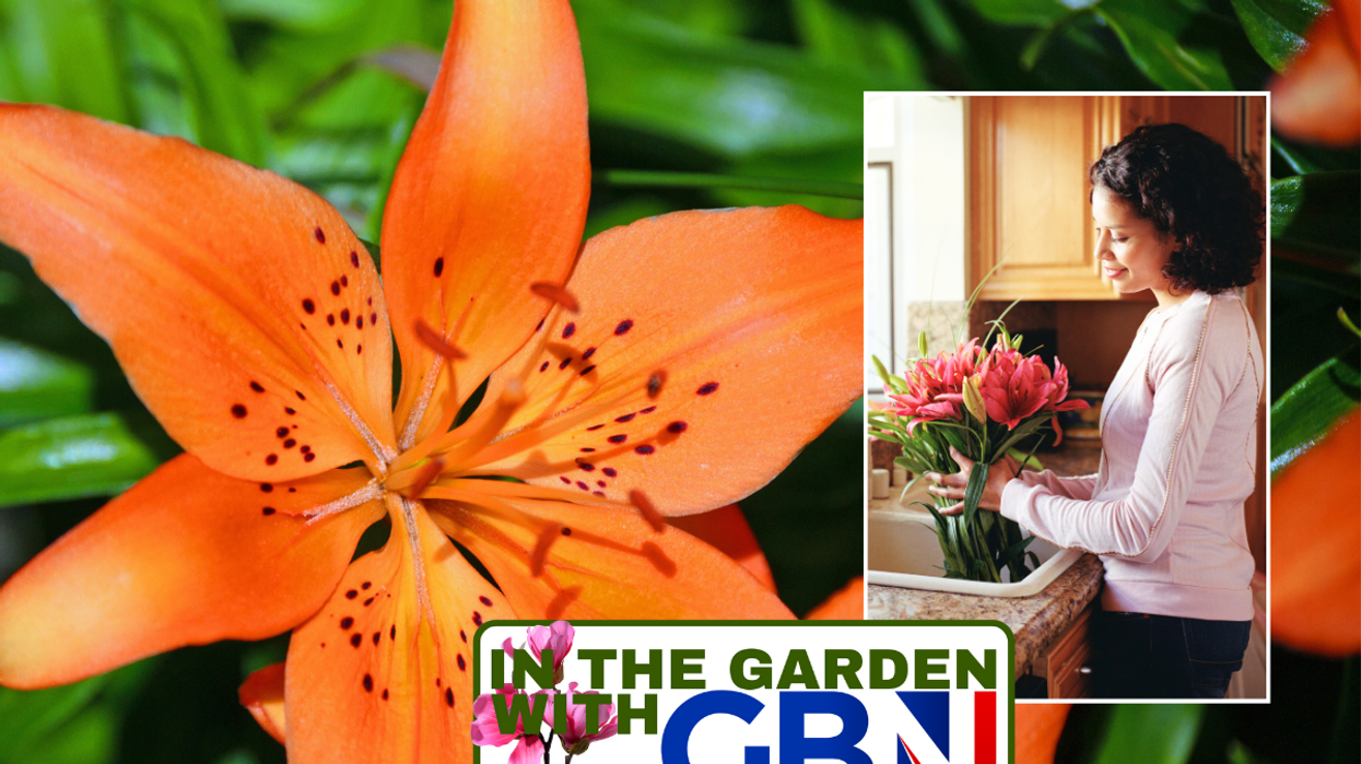 Orange lily / woman with lilies inside