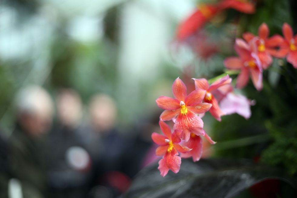 Orange orchids