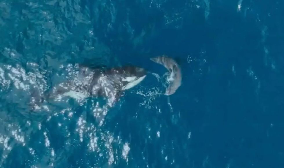 Orca racing towards a great white