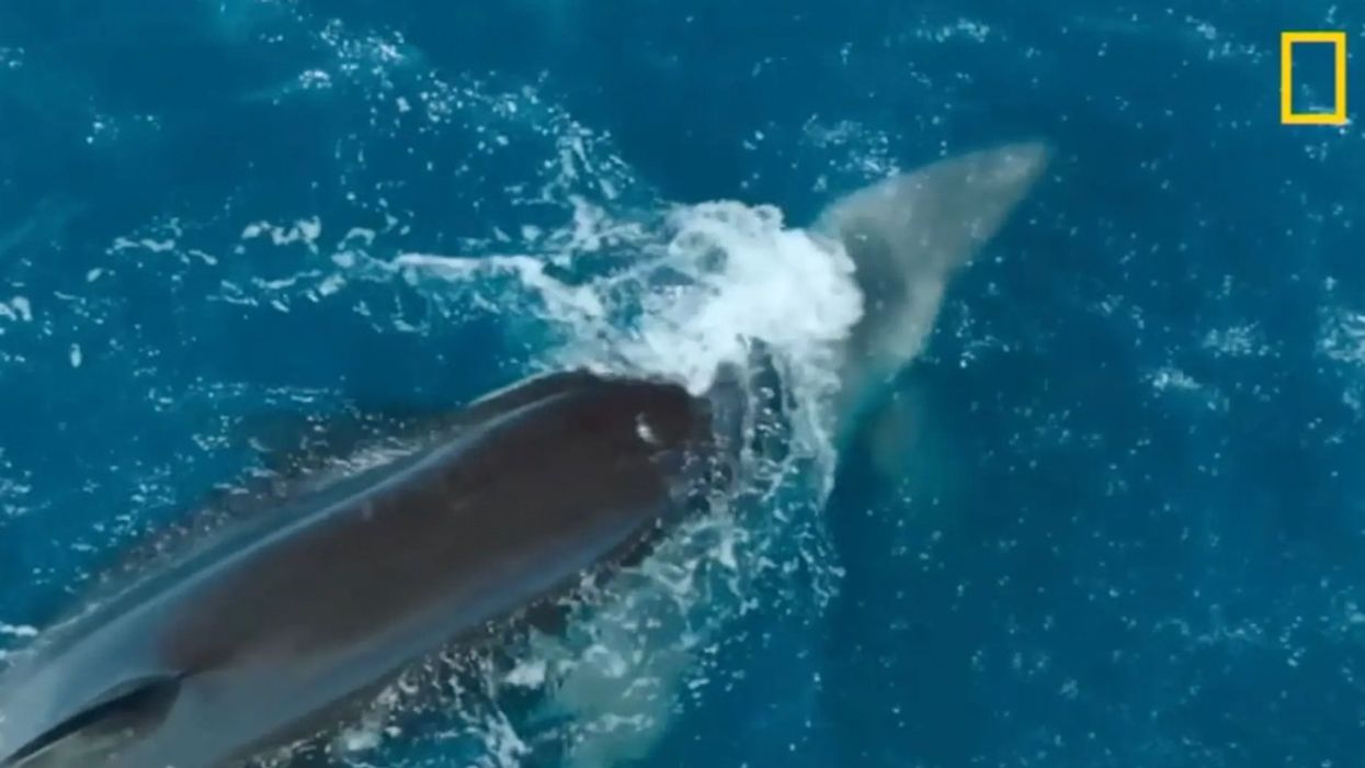Orca racing towards a great white