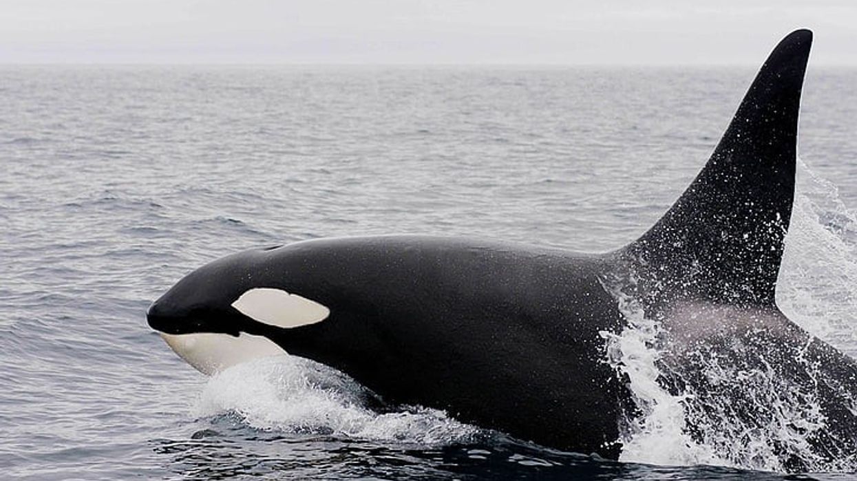 Orca swimming