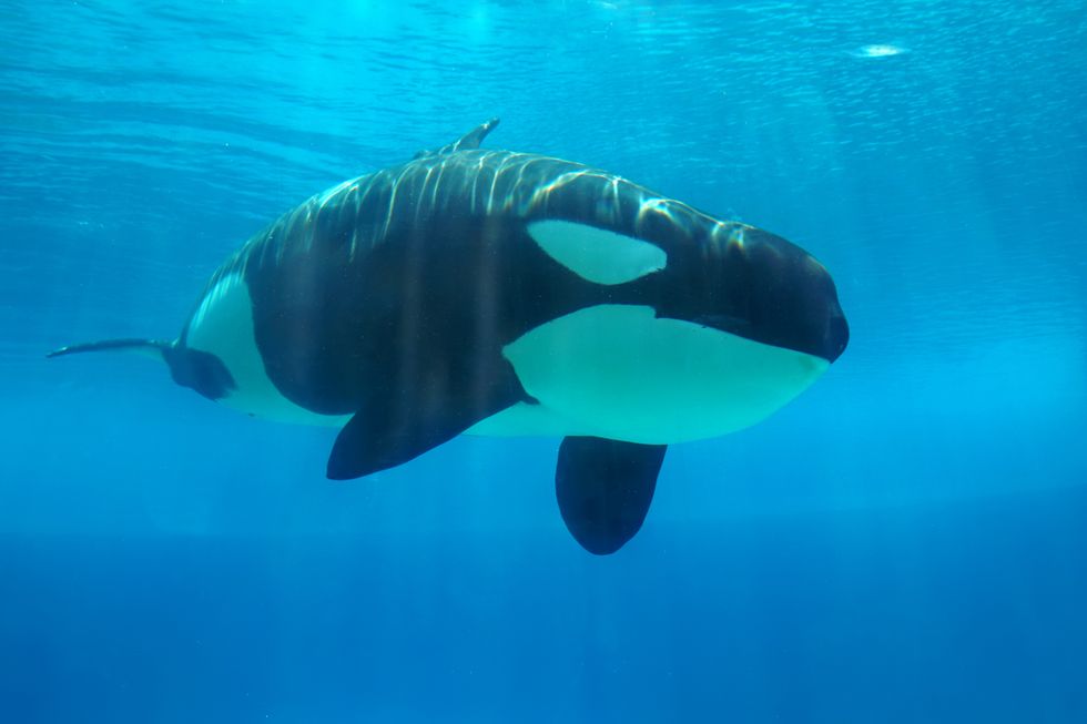 Orca swimming