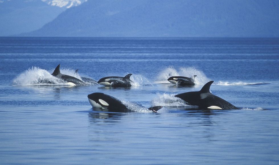 Orcas hunting in pods