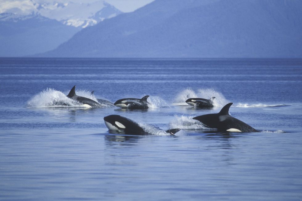 Orcas