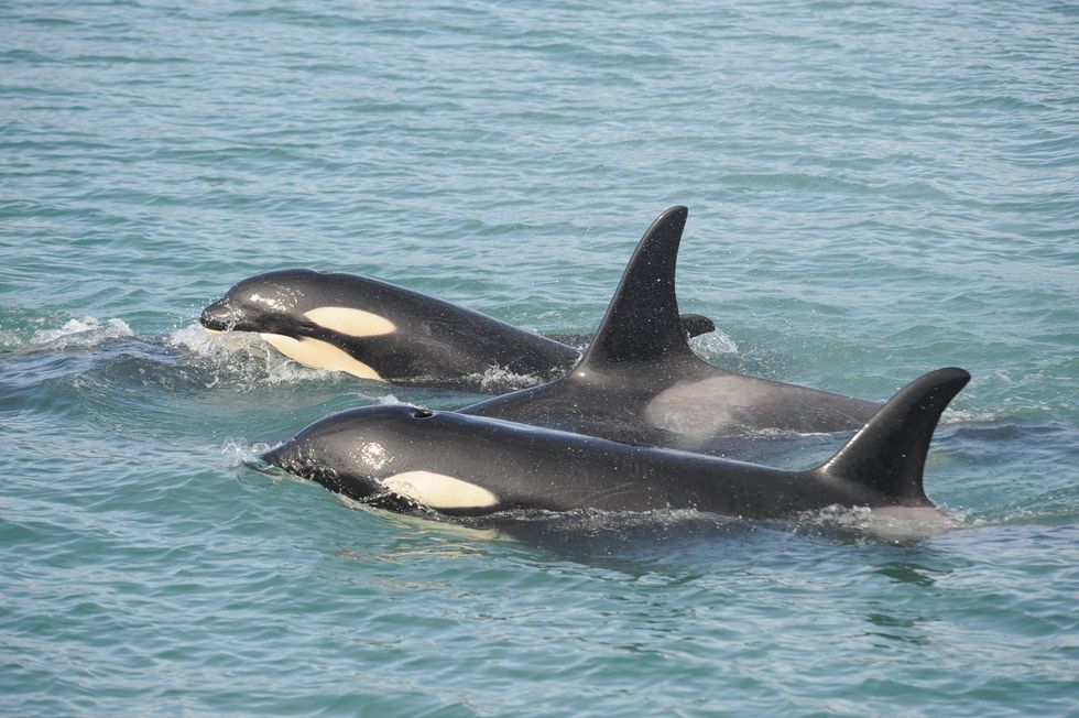 Orcas