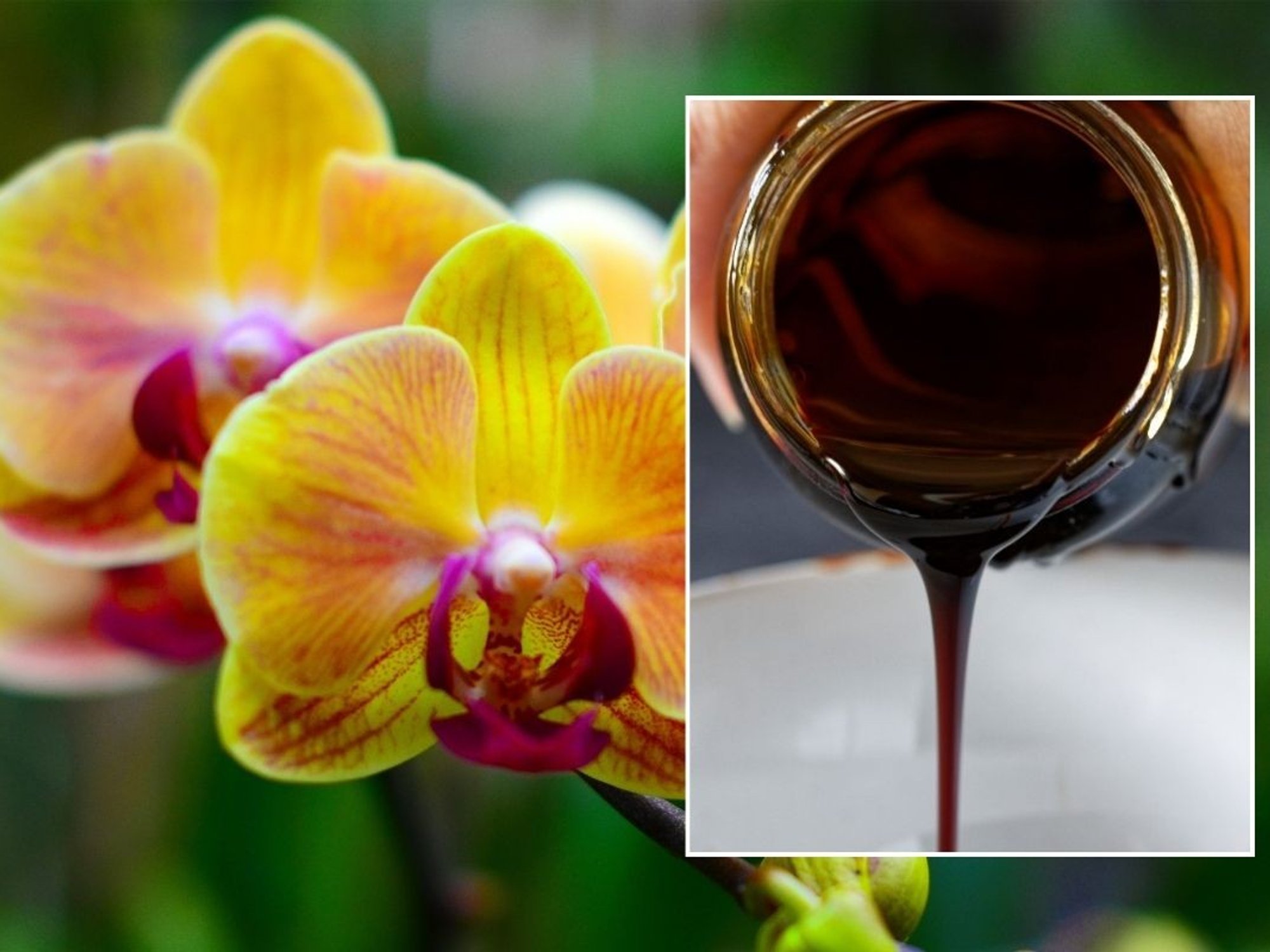 orchid and molasses