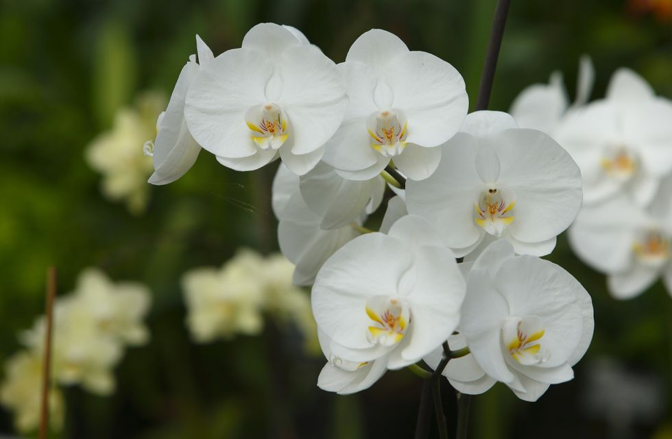 Orchid blooms