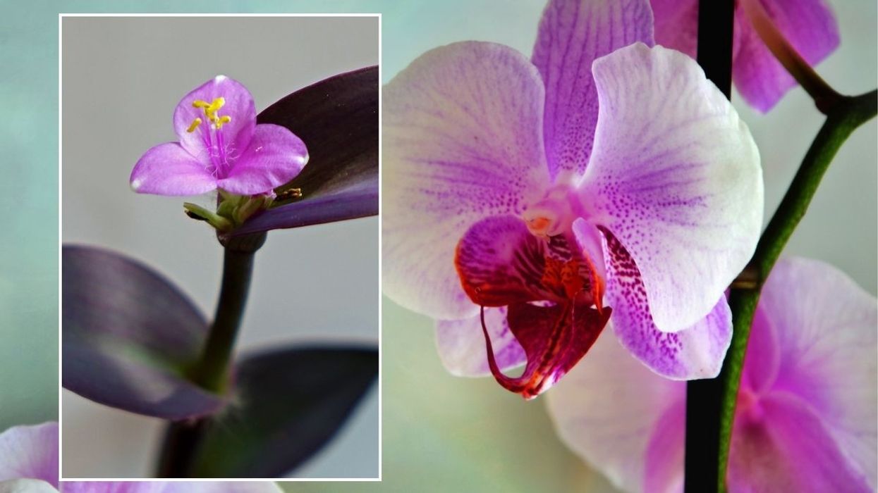 Orchid blooms