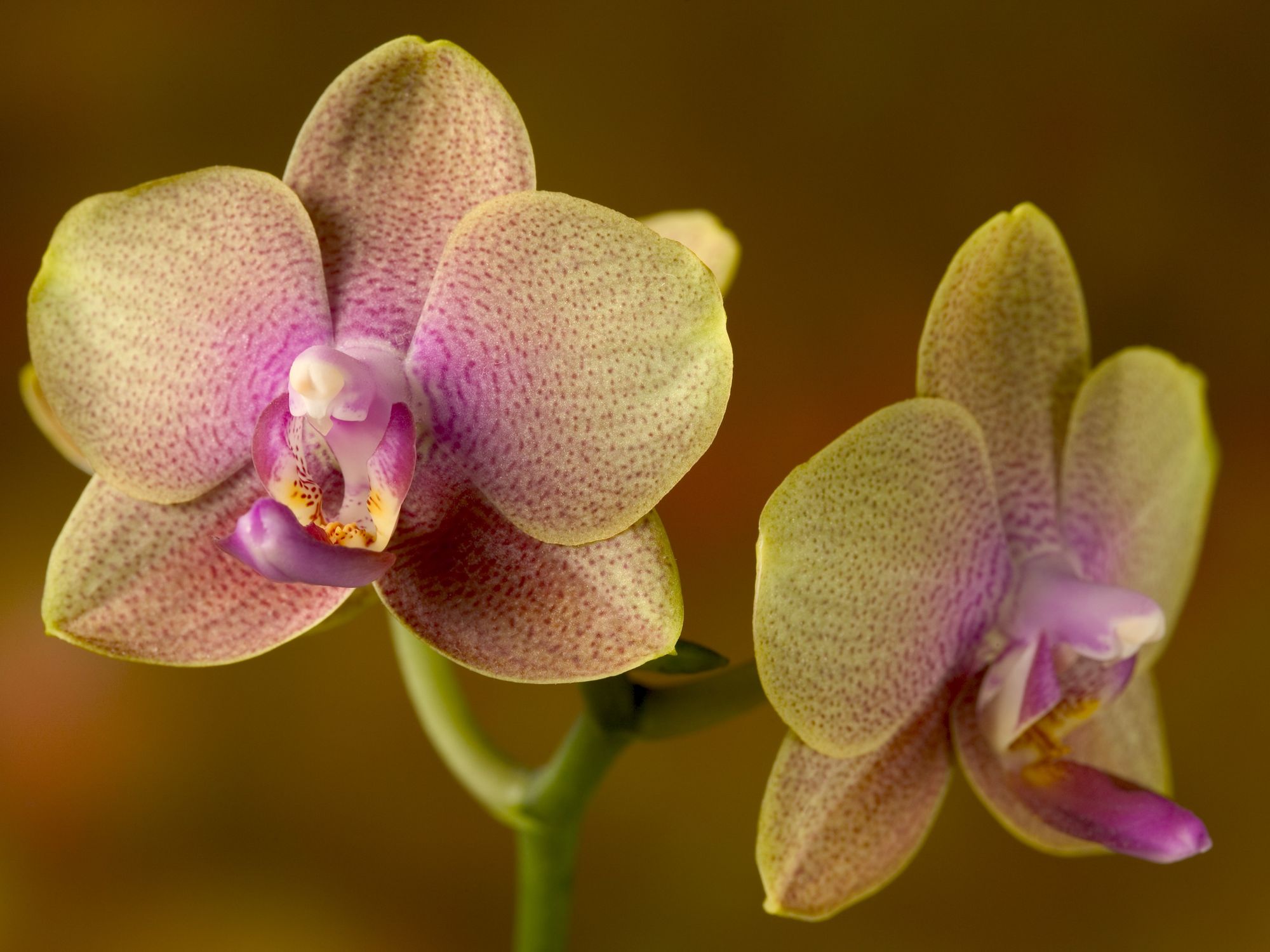Orchid blooms