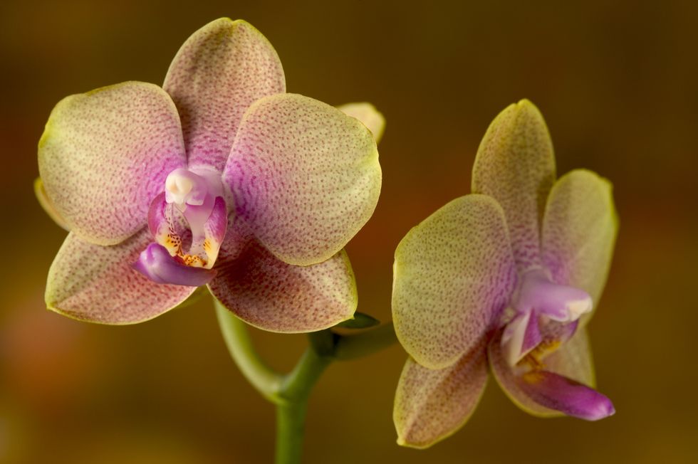 Orchid blooms