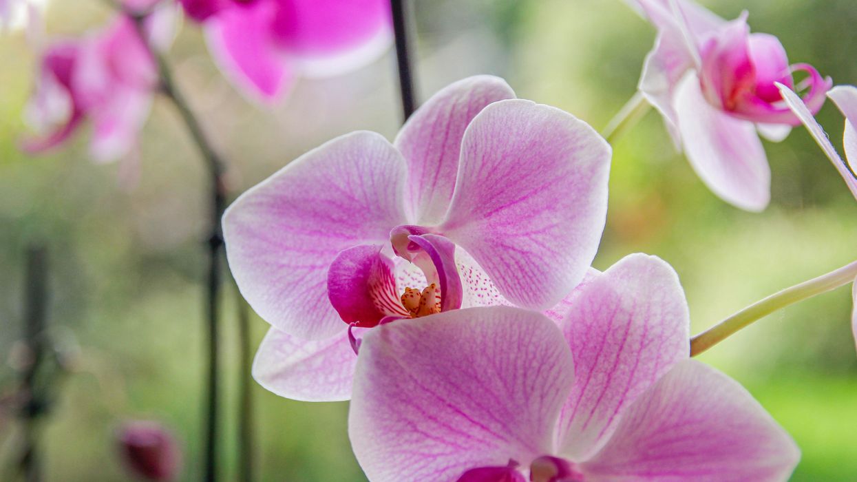 Orchid blooms