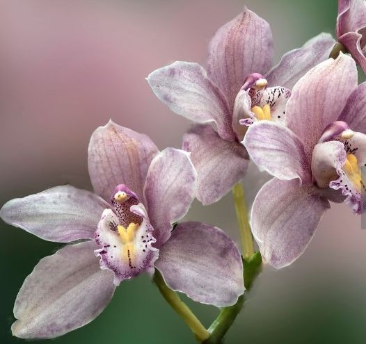 Orchid care