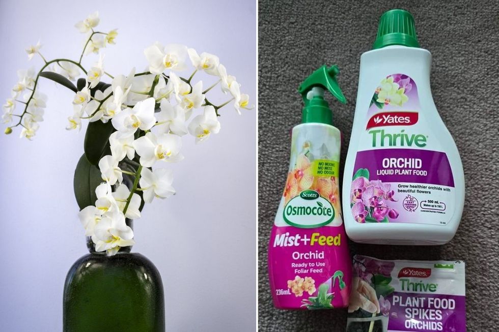 Orchid fertilisation