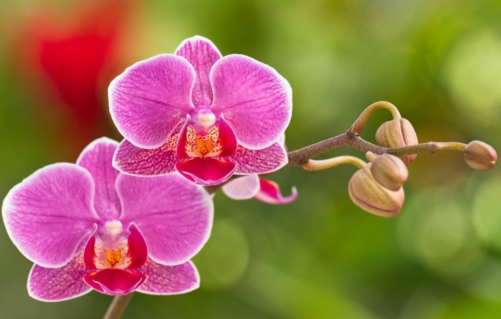 orchid flowers