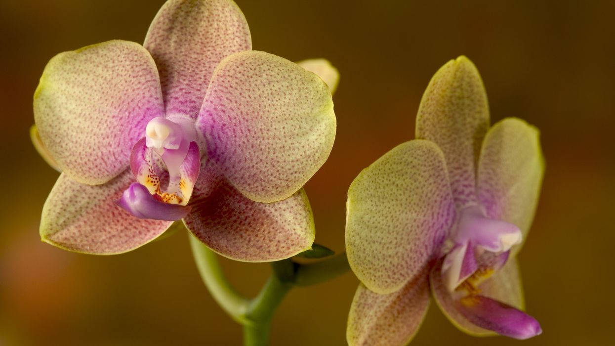 orchid flowers