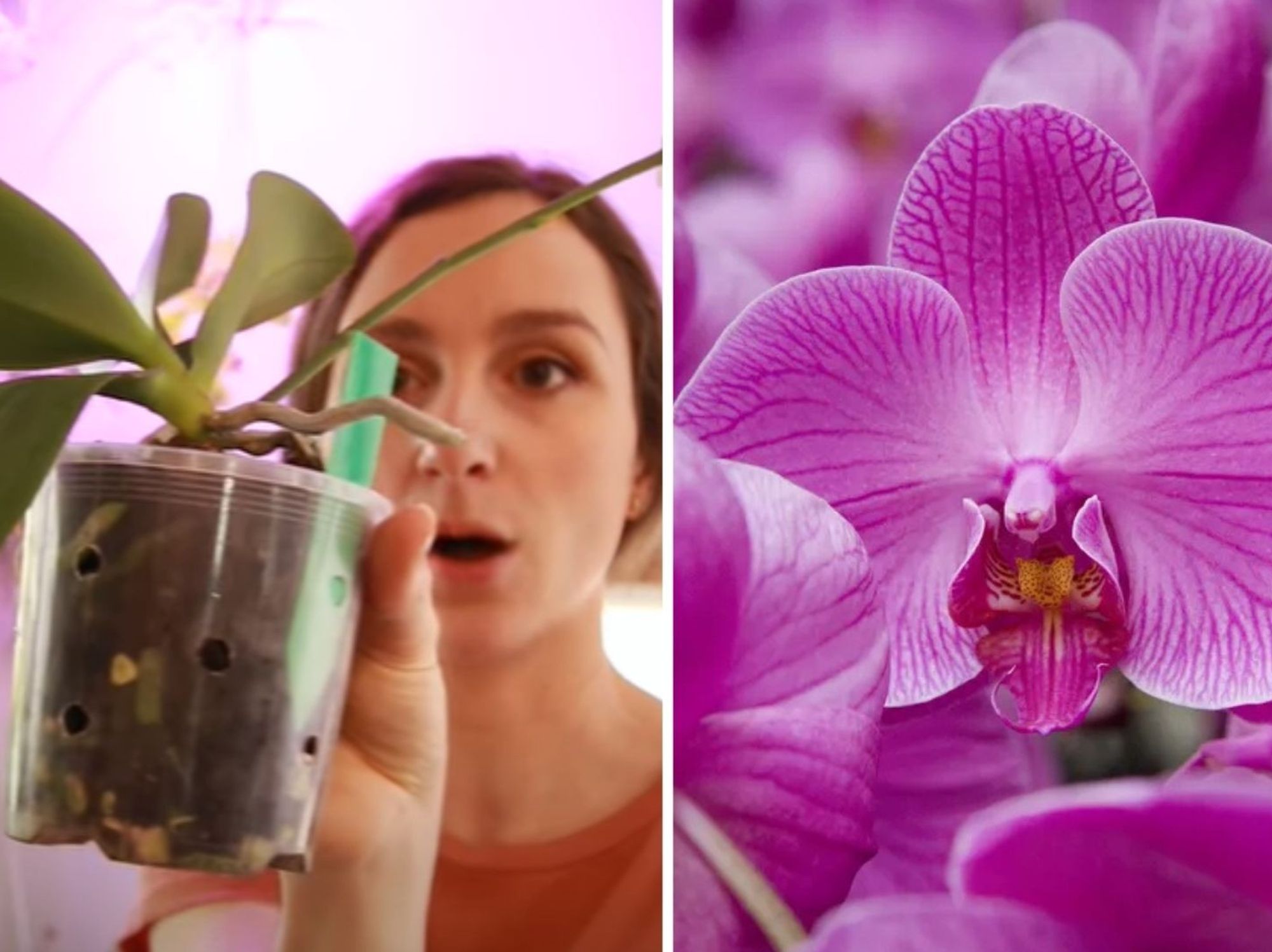 Orchid grower/orchid
