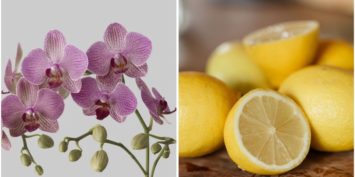 NextImg:Orchid care: Gardener shares a quick and cheap trick to make orchids thrive in winter - 'Stimulate blooming'