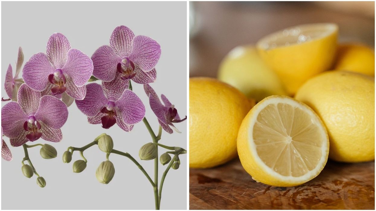 Orchid/Lemon