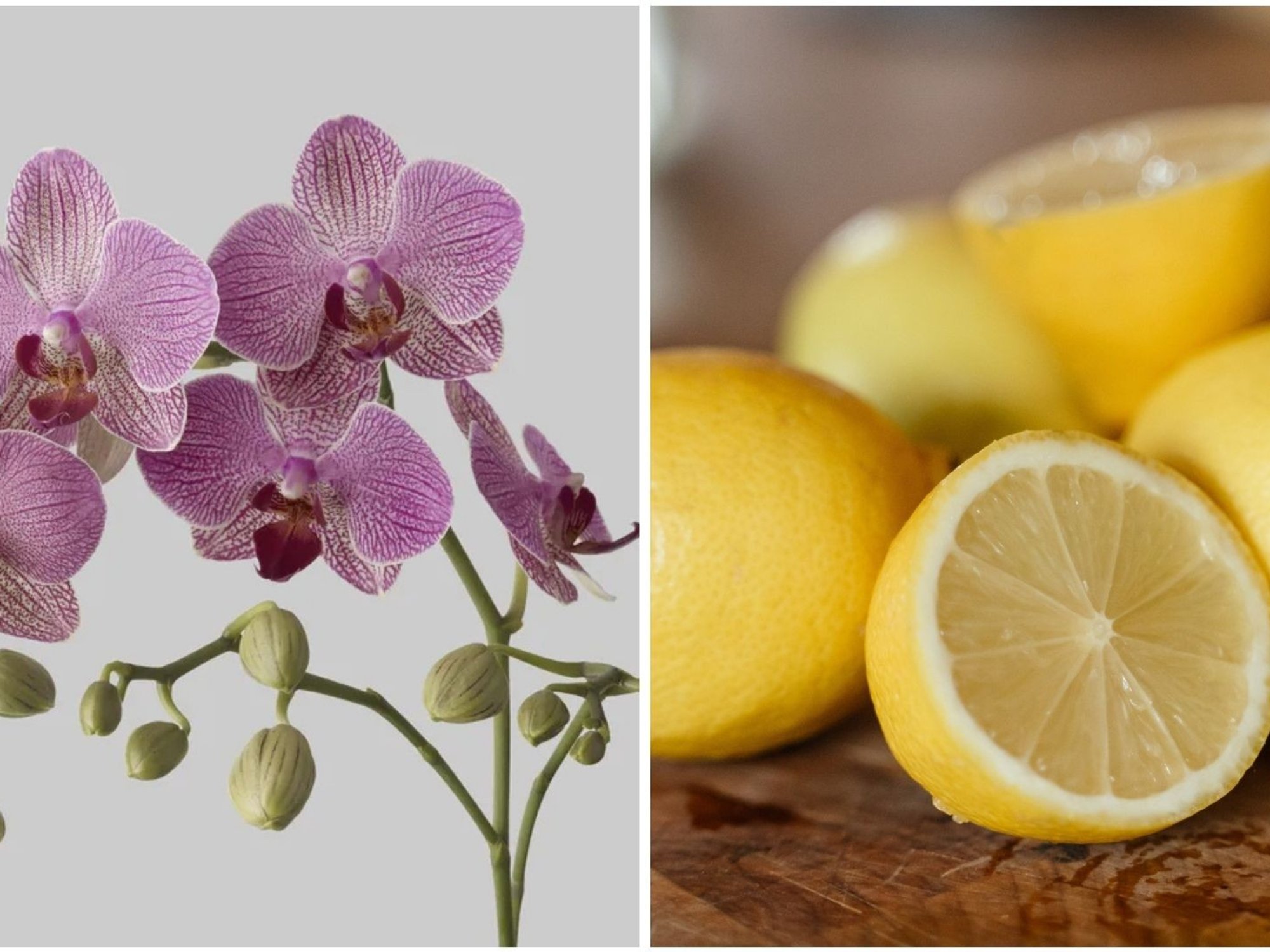 Orchid/Lemon