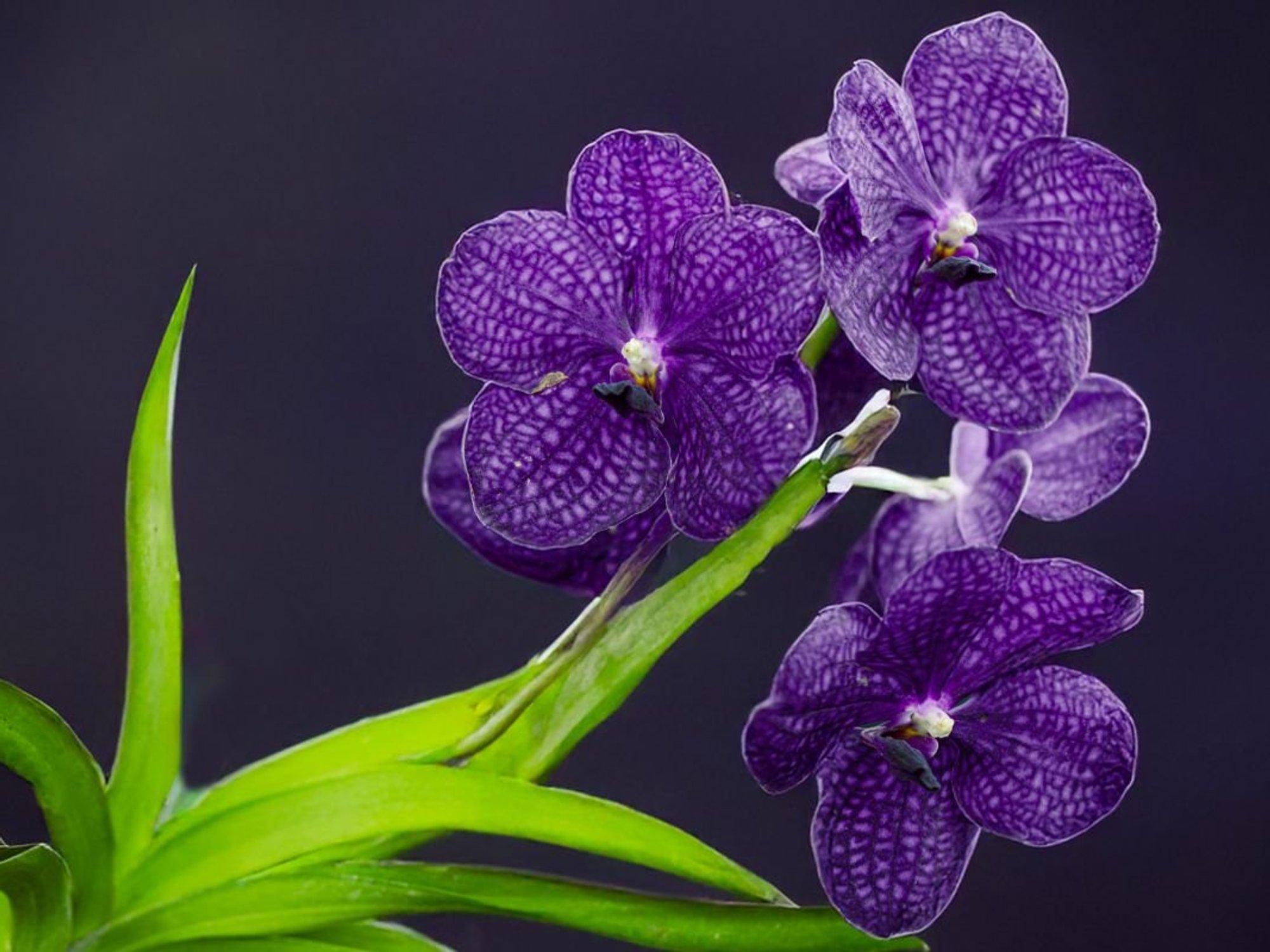 ORCHID PLANT