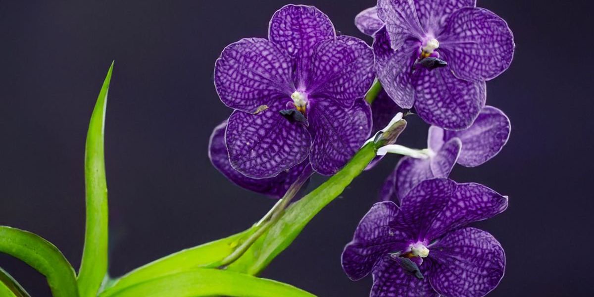 Worst place to leave your plant as expert warns it will lead to its ‘demise’ Worst place to leave your plant as expert warns it will lead to its ‘demise’
