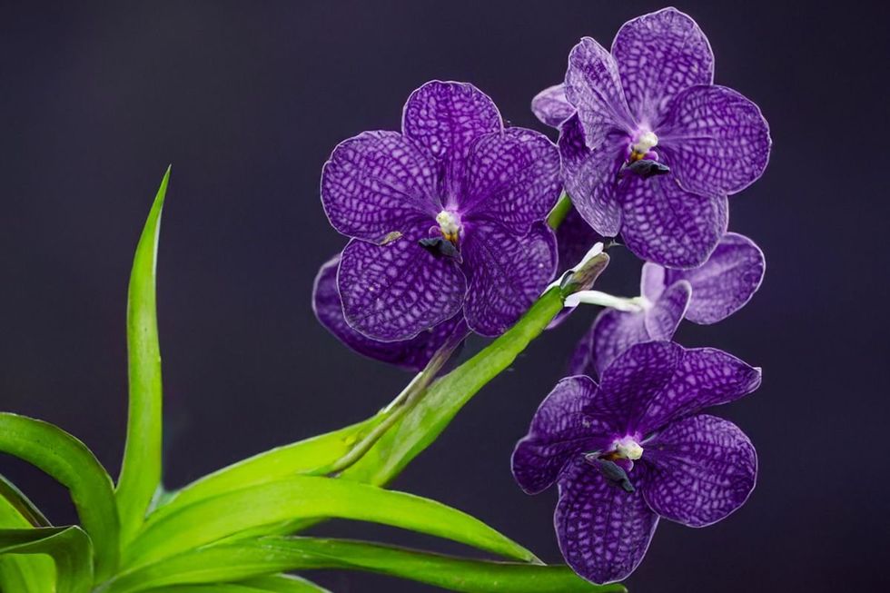 ORCHID PLANT