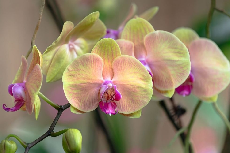 ORCHID PLANT