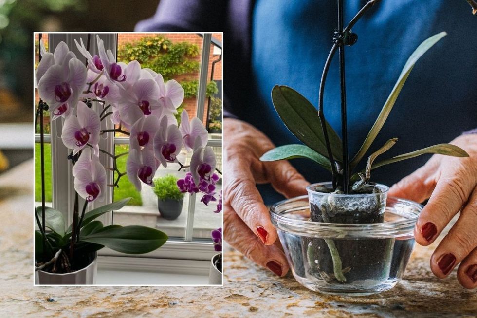ORCHID PLANTS IN WATER