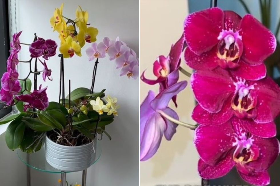 ORCHID PROPAGATION