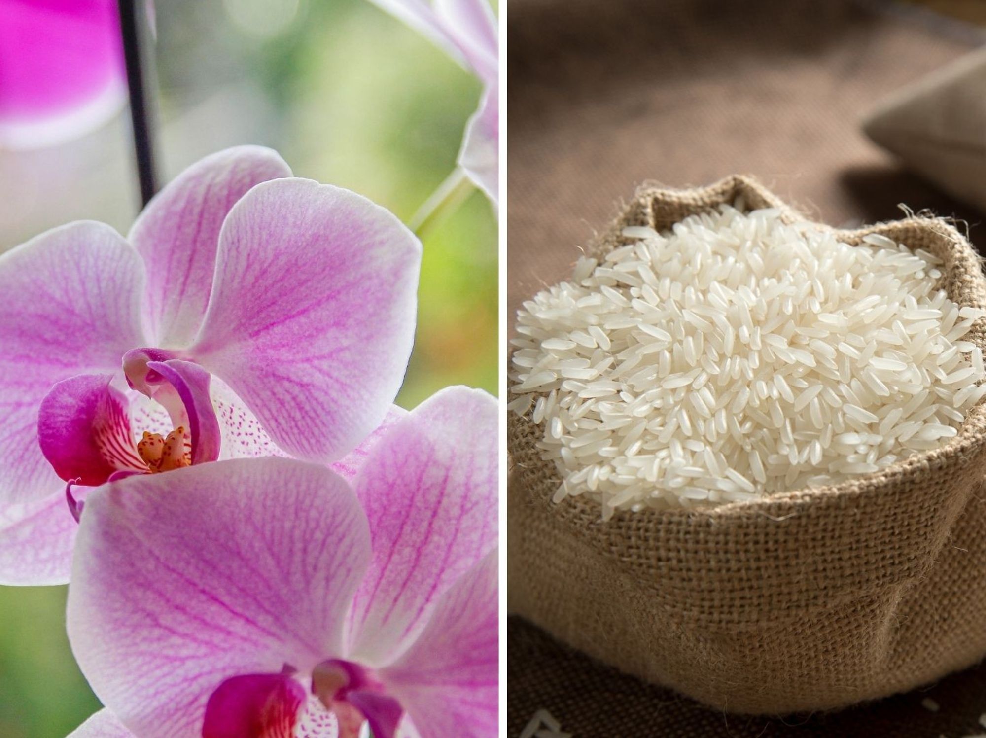 Orchid/Rice