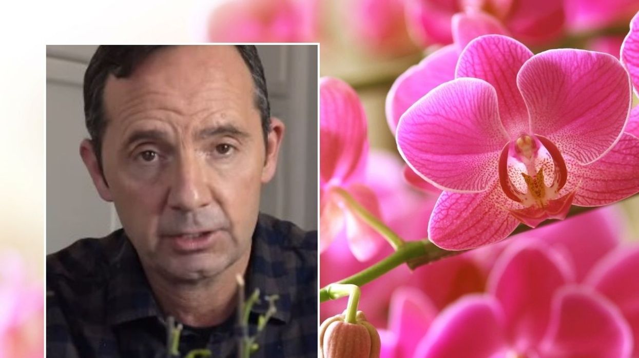 Orchids and flowering man