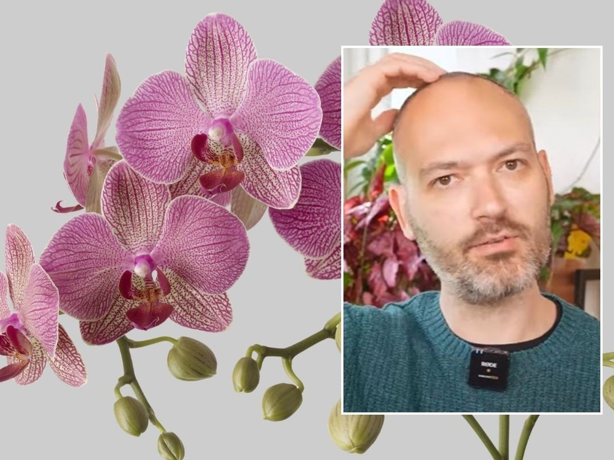 Crucial Task Gives Plants Nutrients They Need For A show stopping crucial-task-gives-plants-nutrients-they-need-for-a-show-stopping