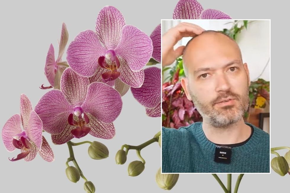 orchids and gardening expert