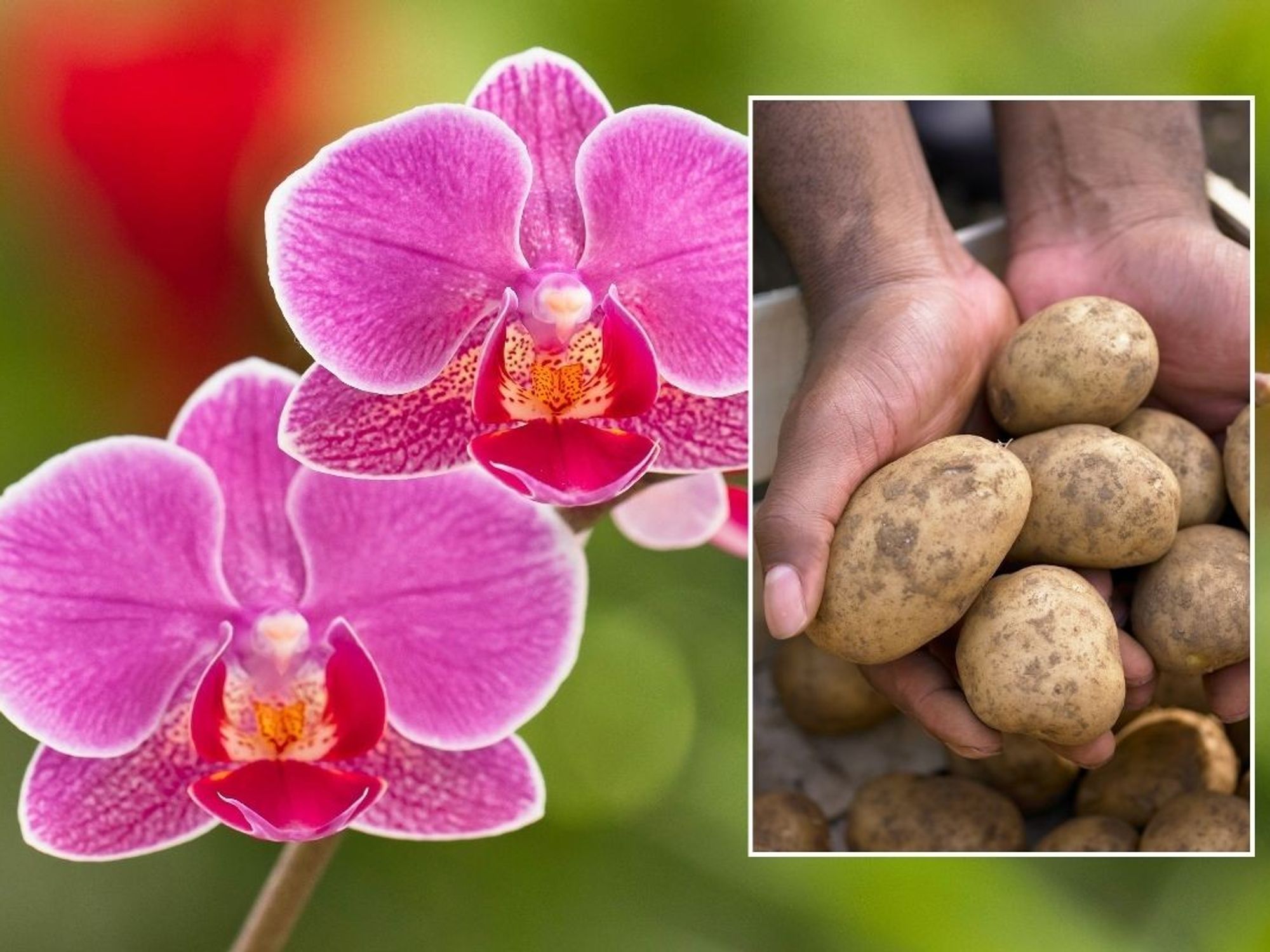 orchids and potatoes