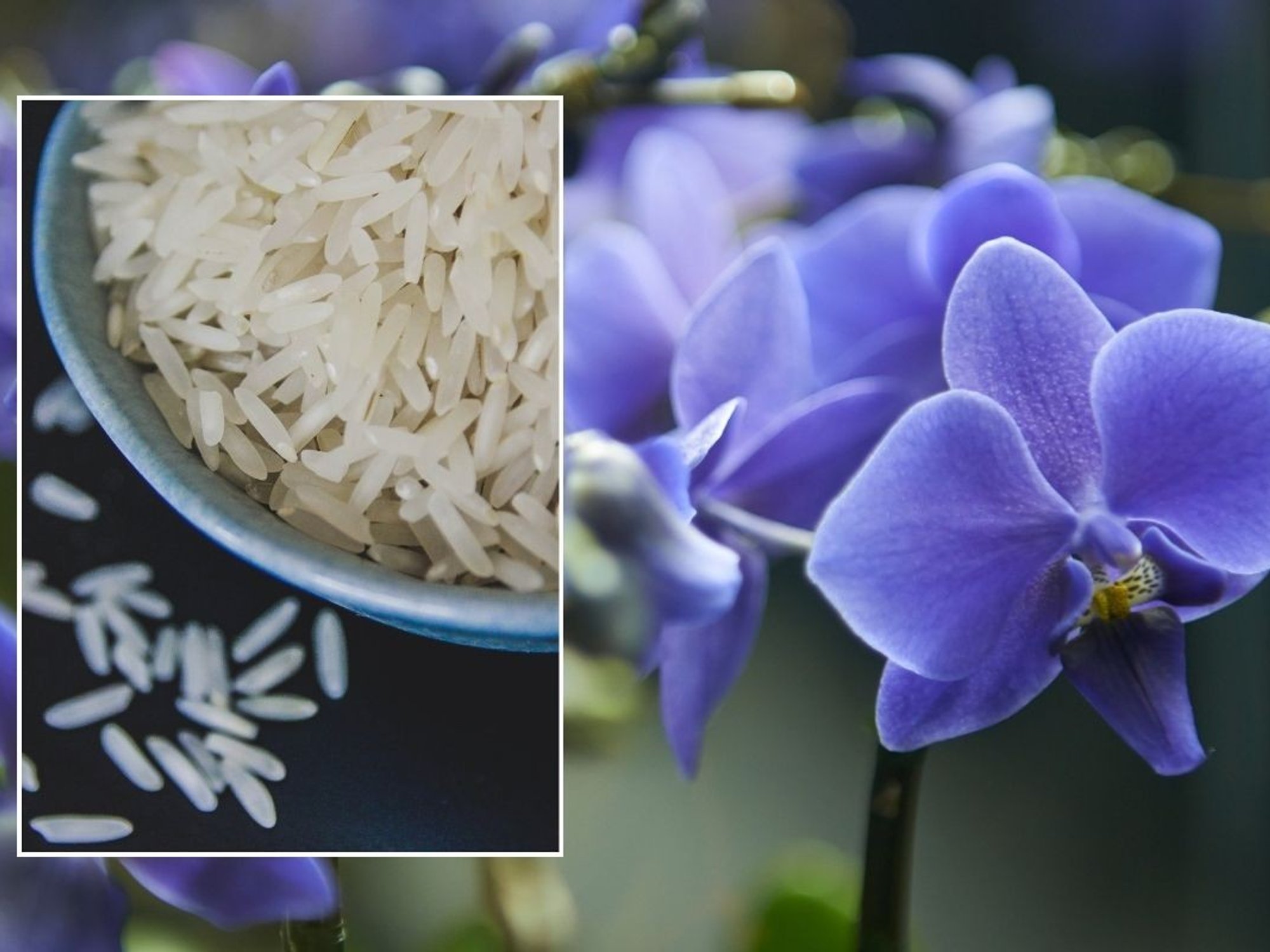 orchids and rice