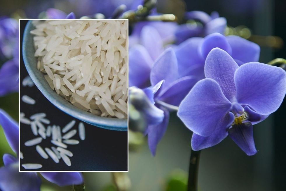 orchids and rice