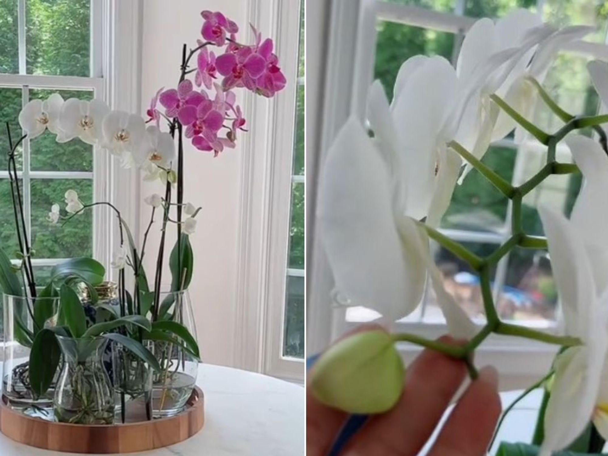 orchids before and after