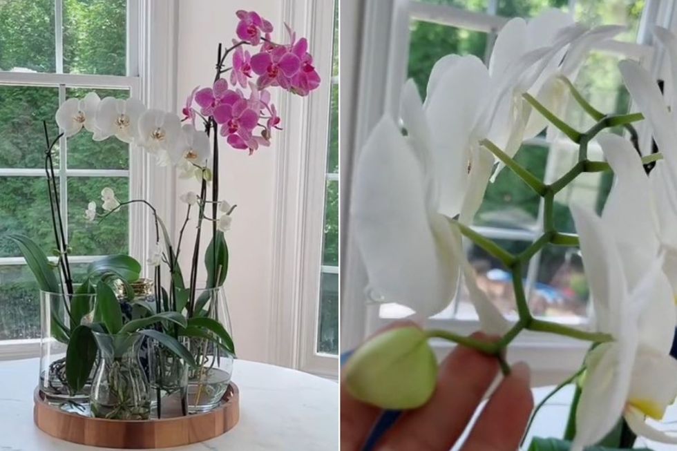 orchids before and after