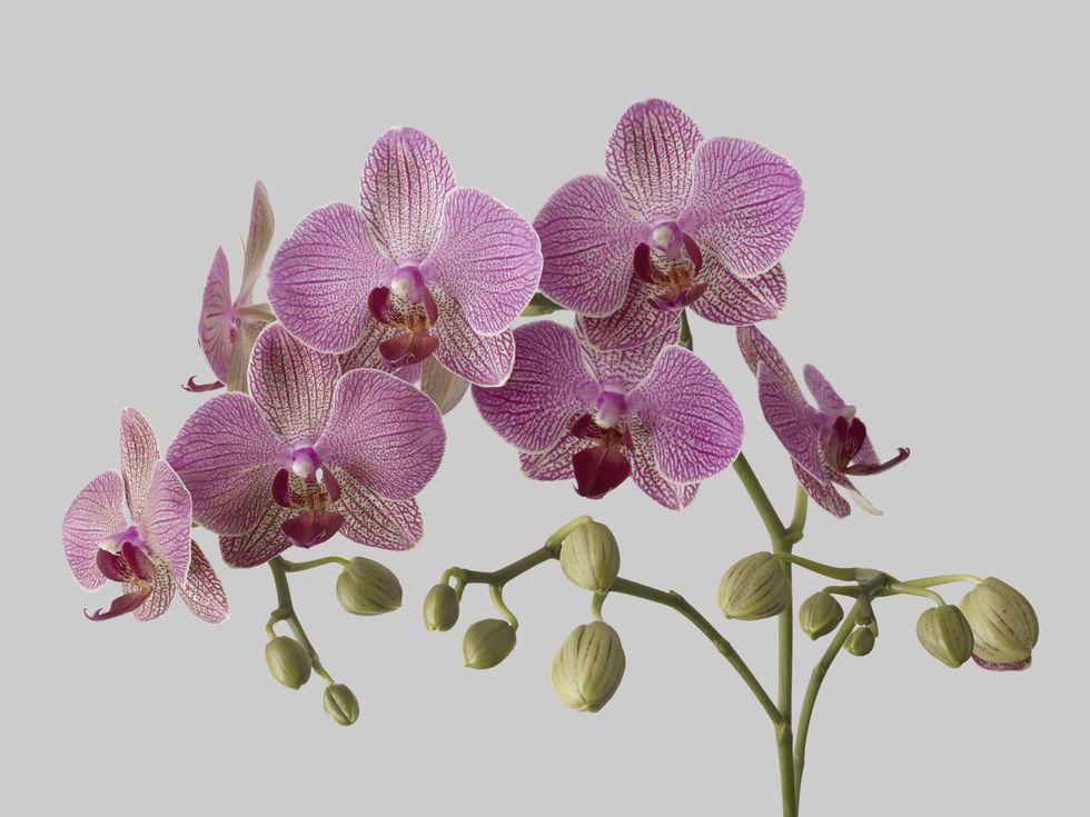 Orchids in bloom