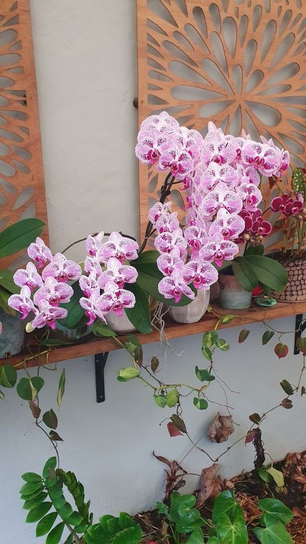 Orchids in bloom